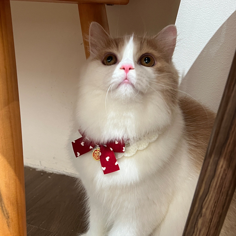 猫服 縁起福文字チャーム付き和風リボン首輪