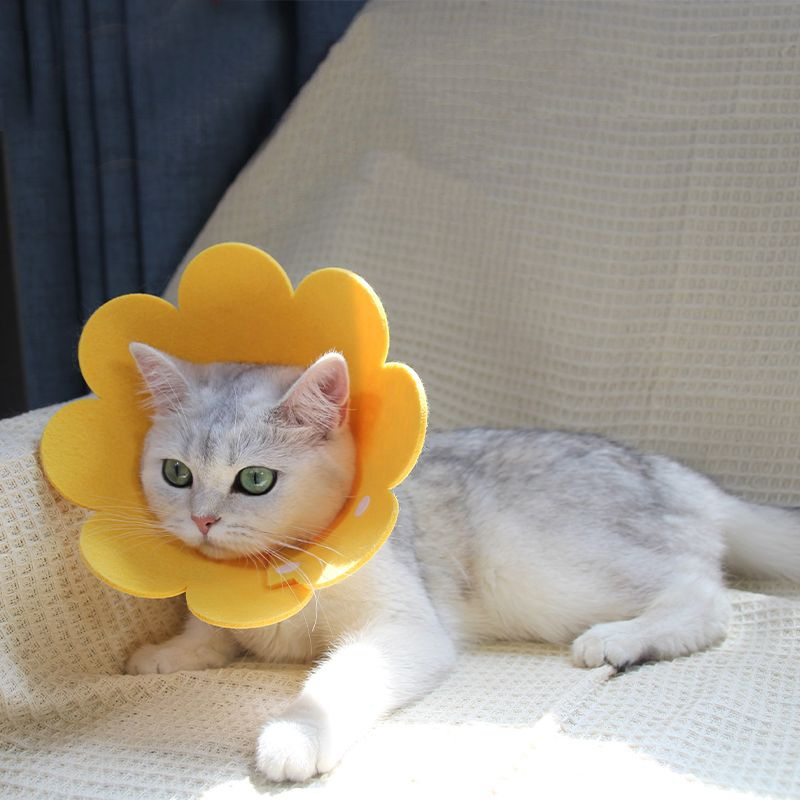 https://fulmo-img-server.com/nekohapi/7689b9b5-891e-4d91-b773-0a09b03dcf1d.jpg