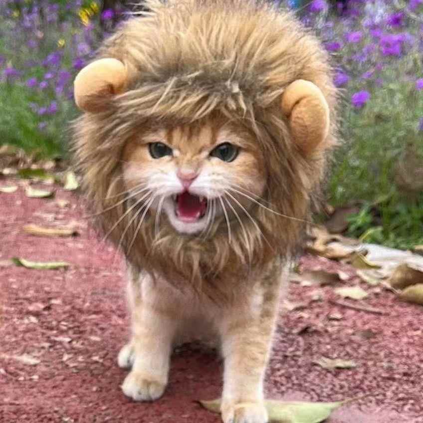 猫服 猫服 じゃれ獅子ねこ変身帽子