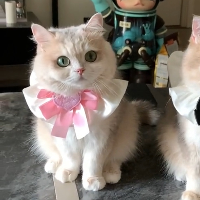 猫服 姫系ハートチャーム付きフリル襟首輪
