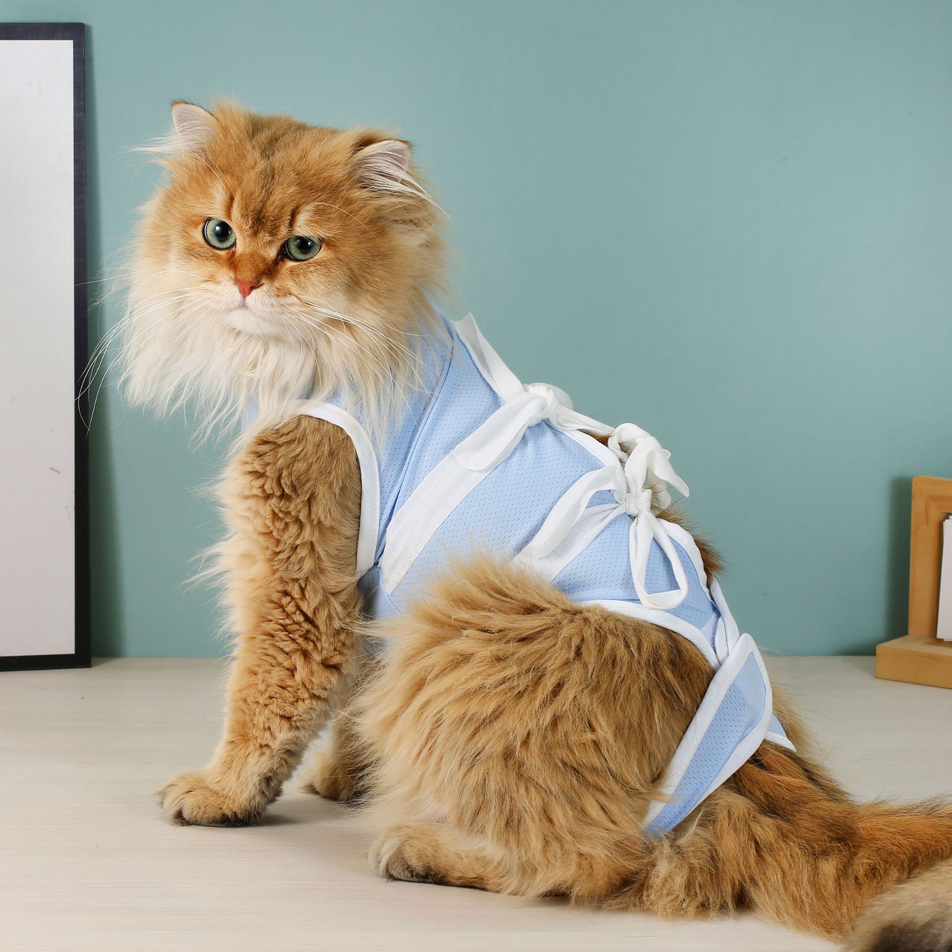 https://fulmo-img-server.com/nekohapi/8329f031-f130-4f16-9e43-551415dac2fe.jpg