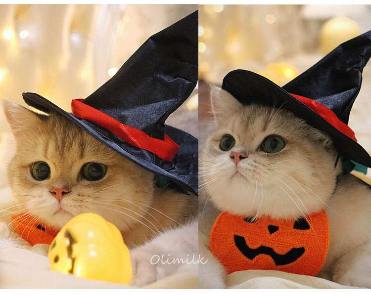 猫服  ハロウィン魔法使い猫コスチュームセット