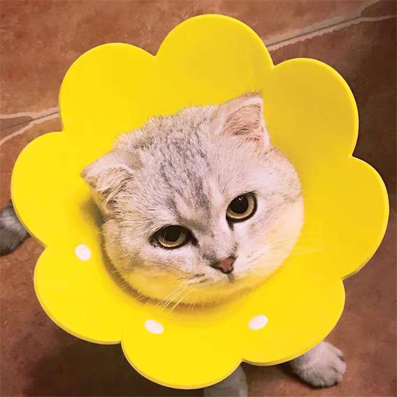 猫 エリザベスカラー | 花形ペット用かわいいエリザベスカラー