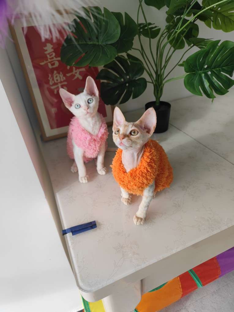 猫服  モコモコあったかスフィンクスキャットウェア