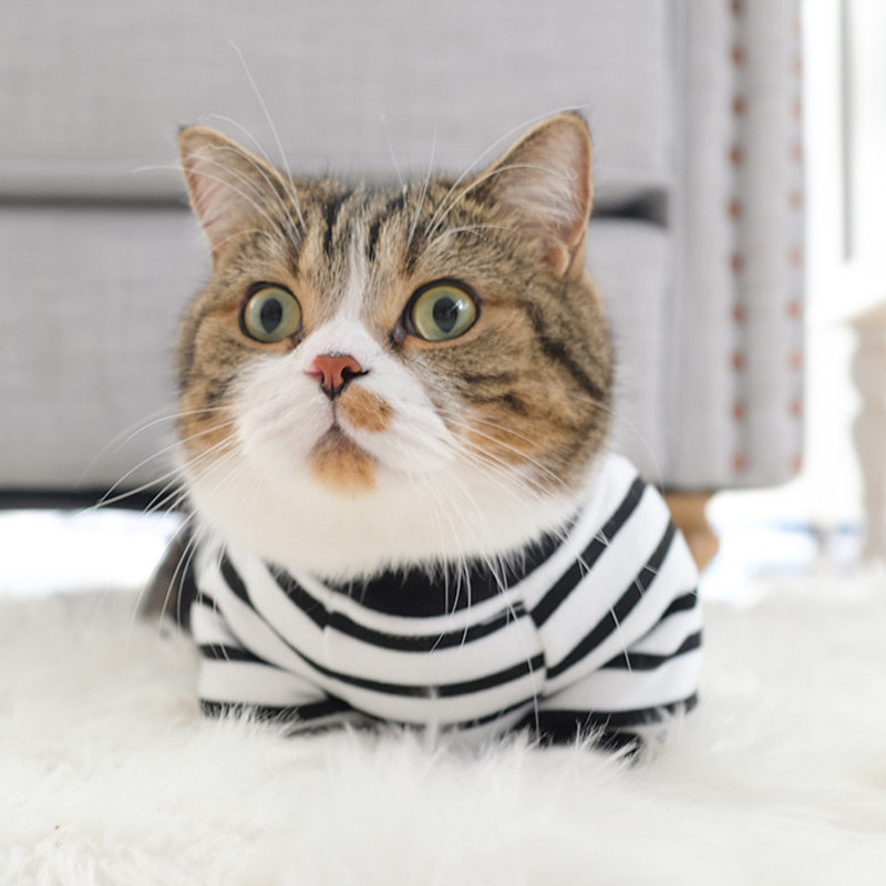 https://fulmo-img-server.com/nekohapi/87af0efc-28ba-4e96-988d-6b0c5aa13677.jpg