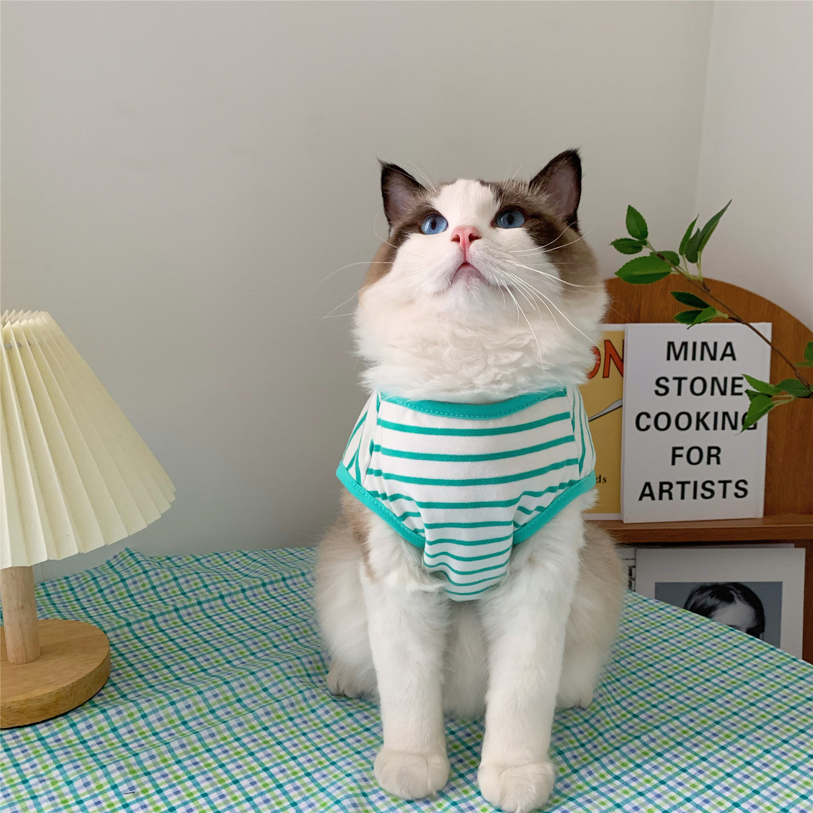 https://fulmo-img-server.com/nekohapi/8d260264-e47b-444d-a8c7-c3154c67aa37.jpg