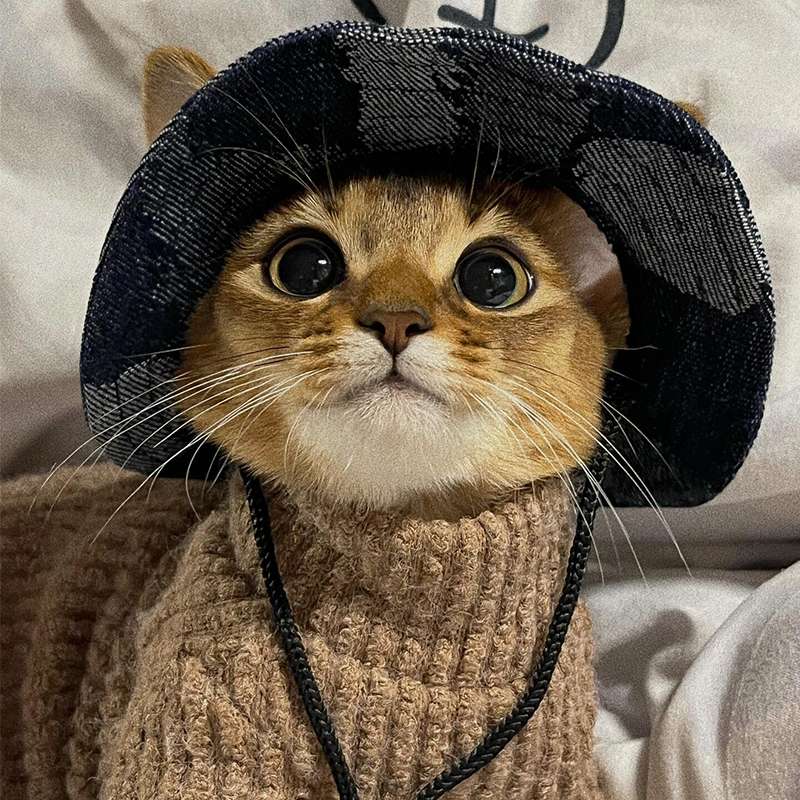 猫の素敵なニット服【5選】