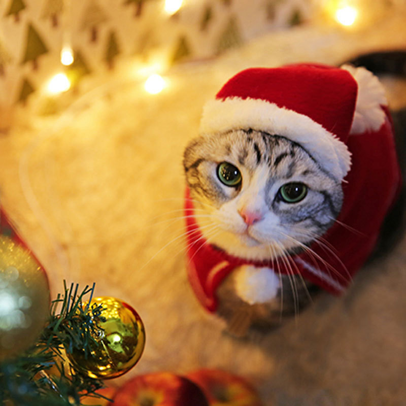 https://fulmo-img-server.com/nekohapi/924f7ba2-3e4a-4c34-9ab6-1543a3fd8723.jpg