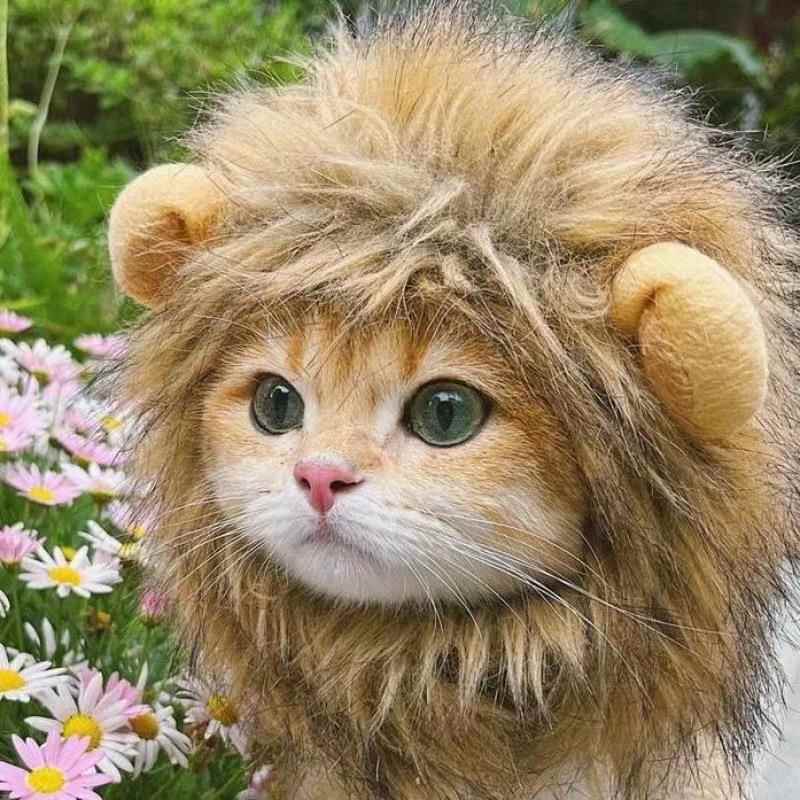 猫服 猫服 じゃれ獅子ねこ変身帽子
