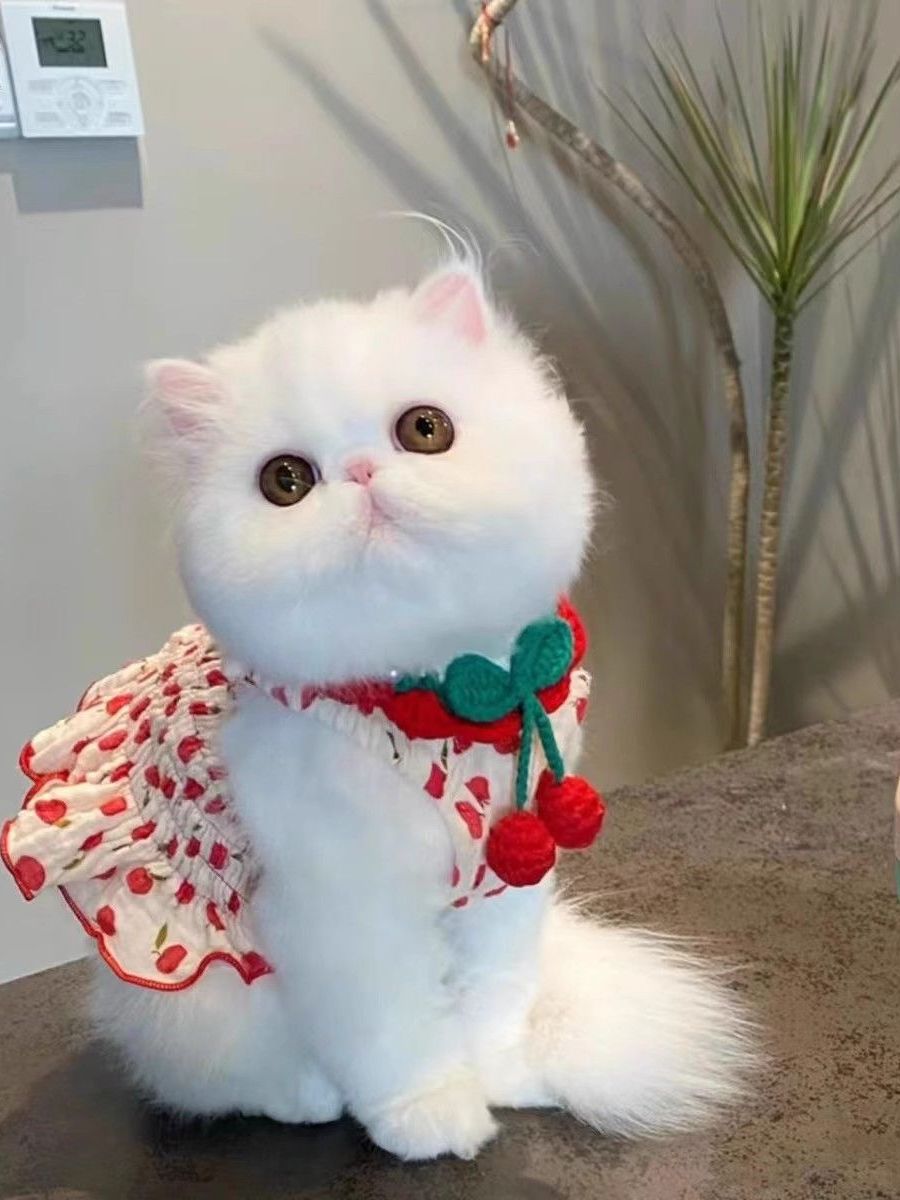 猫服 ふんわり果実ポンポンケープ