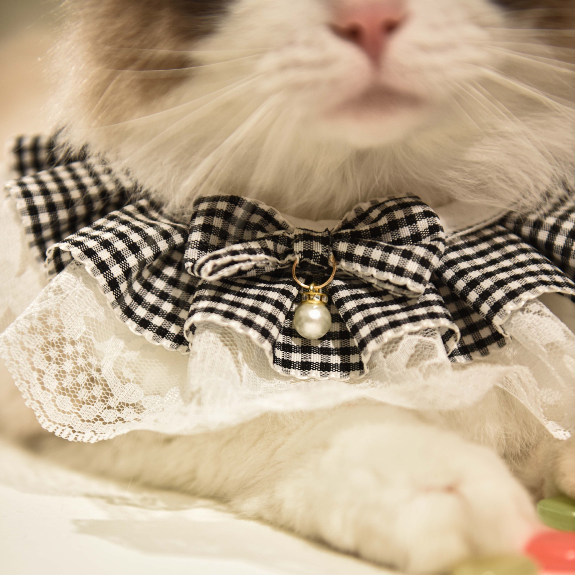猫服 お姫様レース首輪