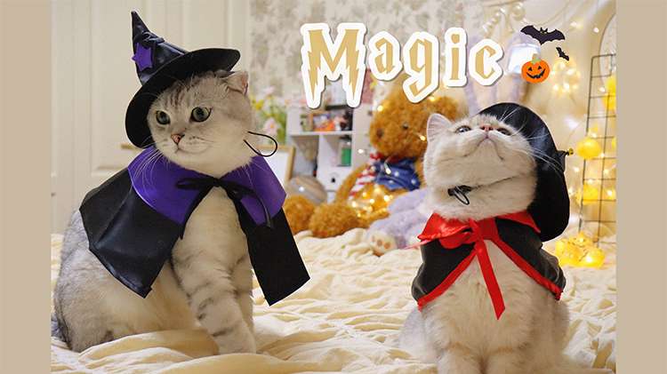 猫服  ハロウィン魔法使い猫コスチュームセット