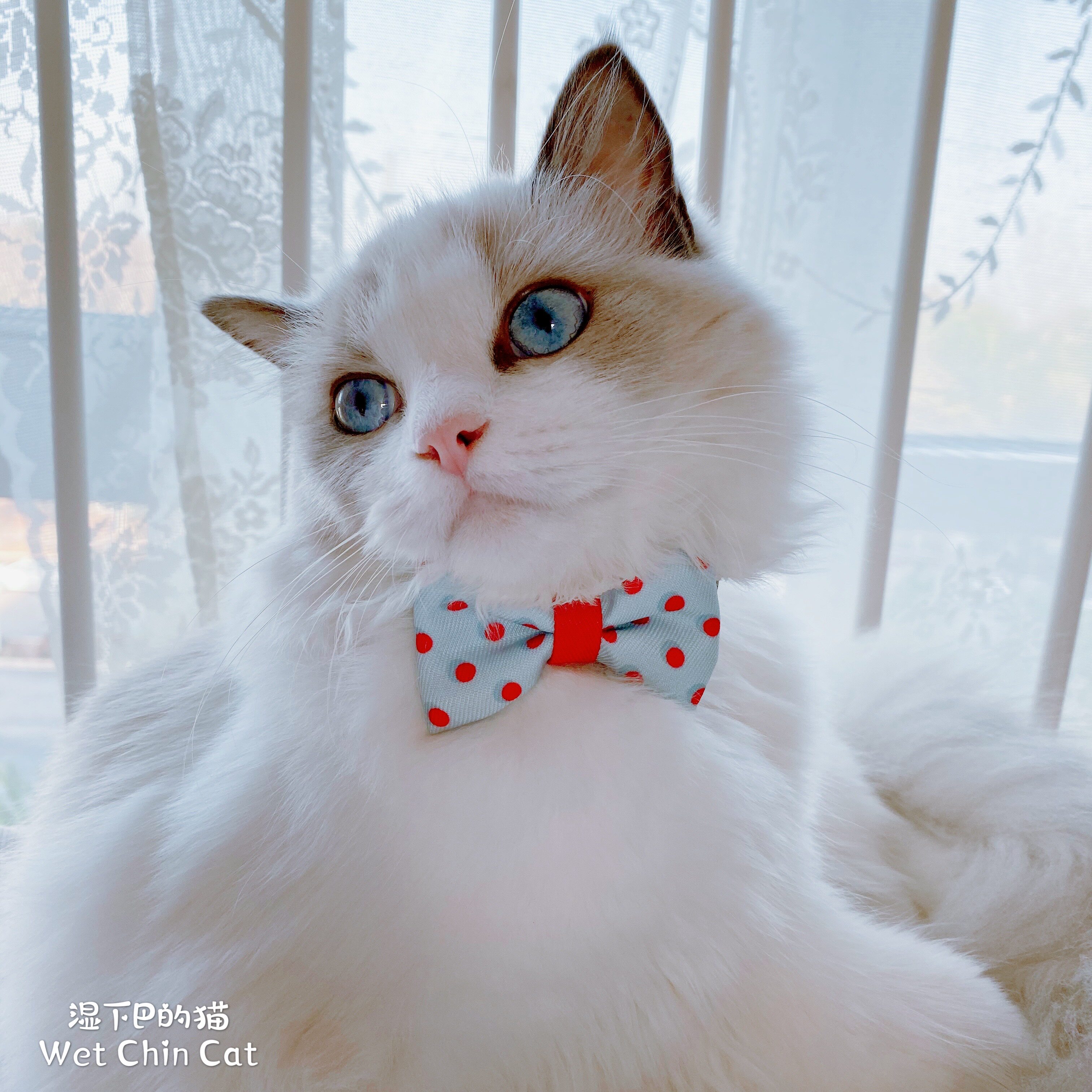 猫服 水玉模様リボン付き蝶ネクタイ首輪