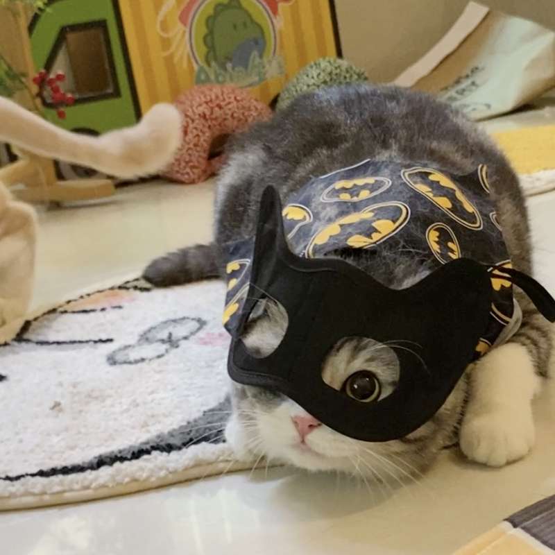 猫 コスプレ | ネコ用スーパーヒーローなりきりセット