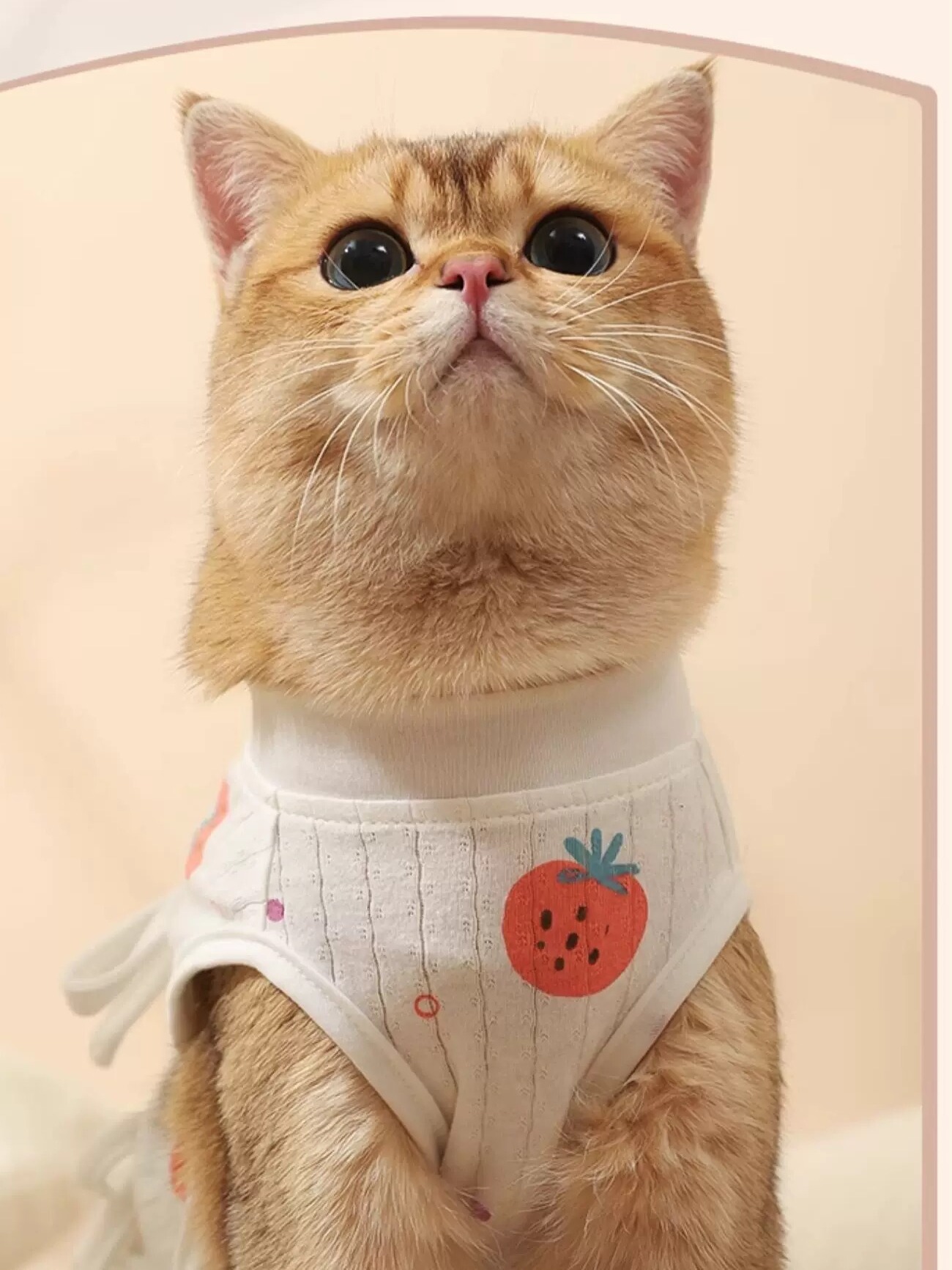 猫服 猫服 やさしい果実柄の術後服
