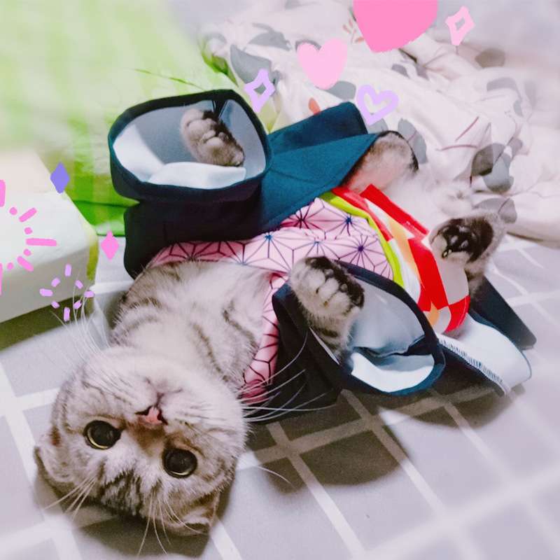 猫服 コスプレ | 鬼滅の刃 冨岡義勇風 猫用コスプレ衣装