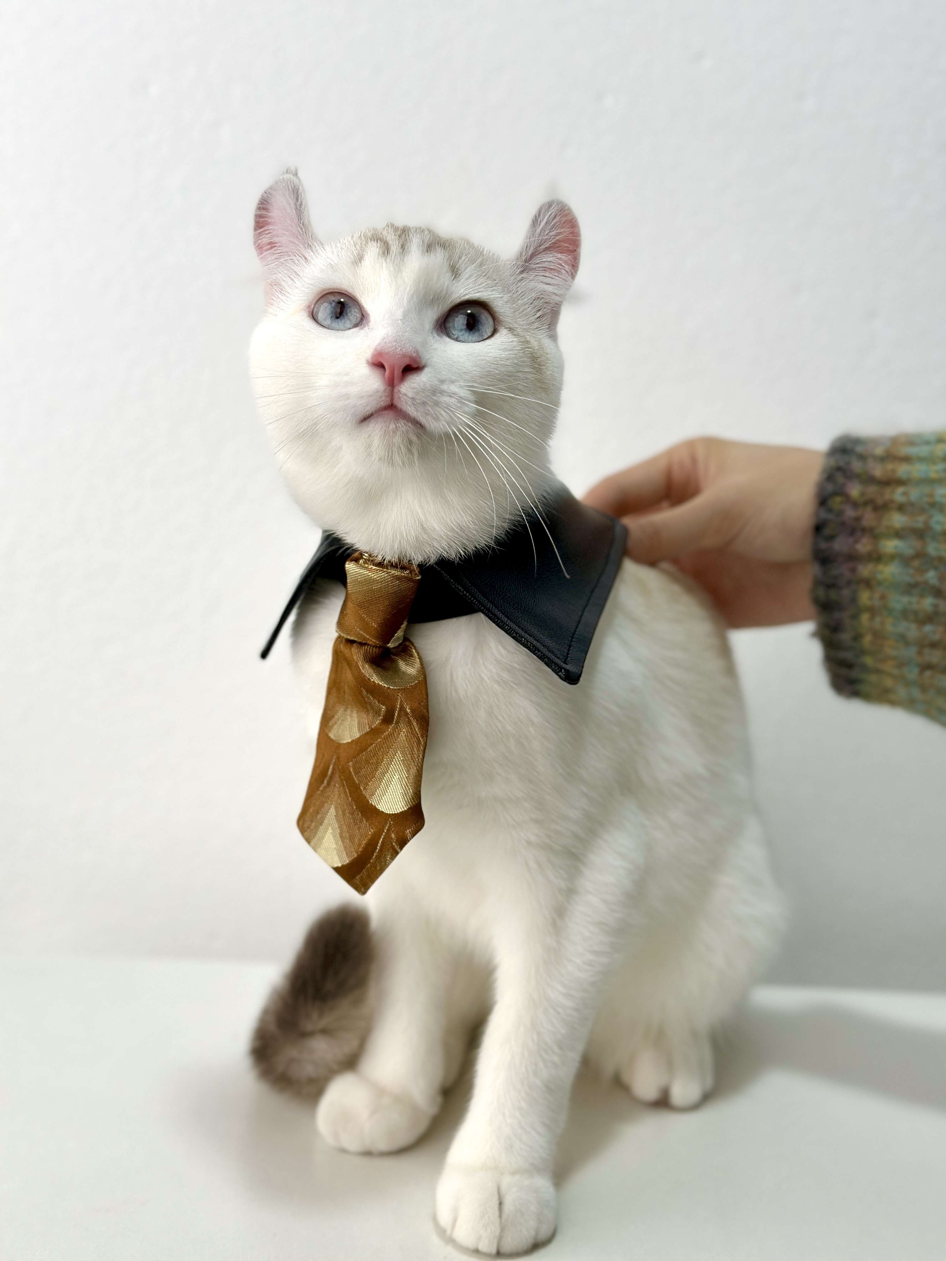 猫服 コスプレ | 猫用シャーロック・ホームズ風探偵コート