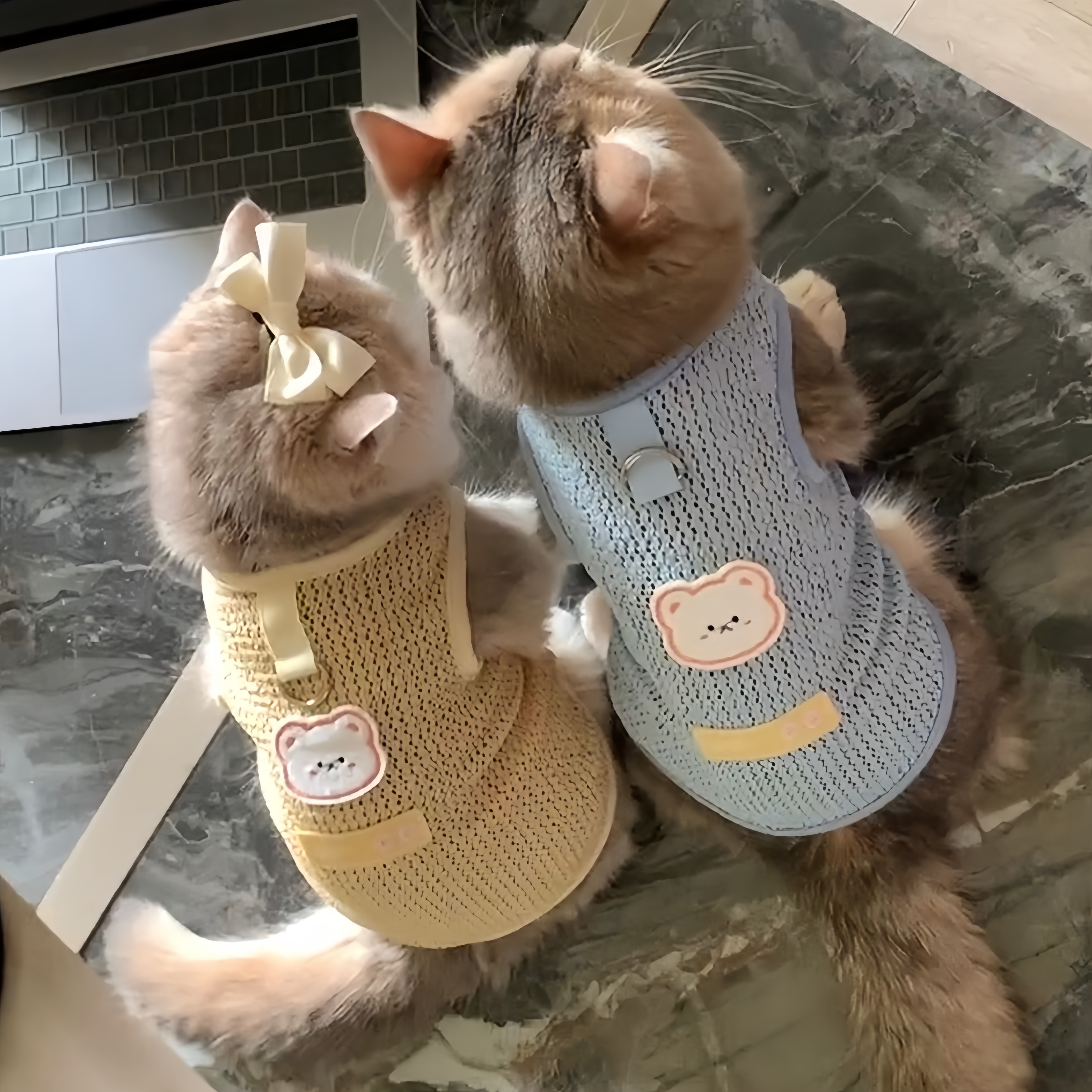 猫服 くまちゃんメッシュベスト