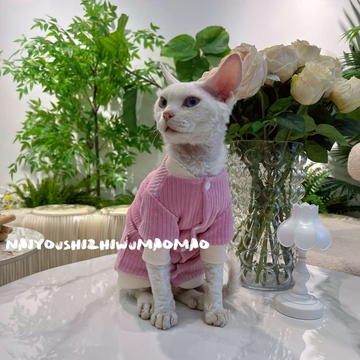 https://fulmo-img-server.com/nekohapi/b38cddd3f184419b875c7b124172f8a9.jepg