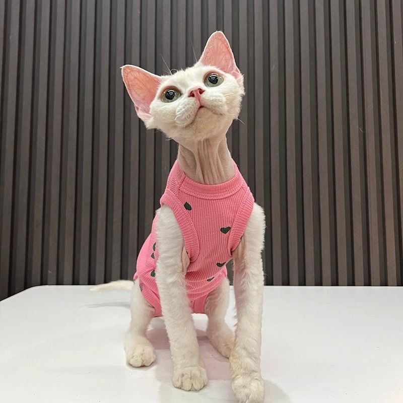 https://fulmo-img-server.com/nekohapi/c0f57859-46ba-4e00-972a-8ef5de065500.jpg