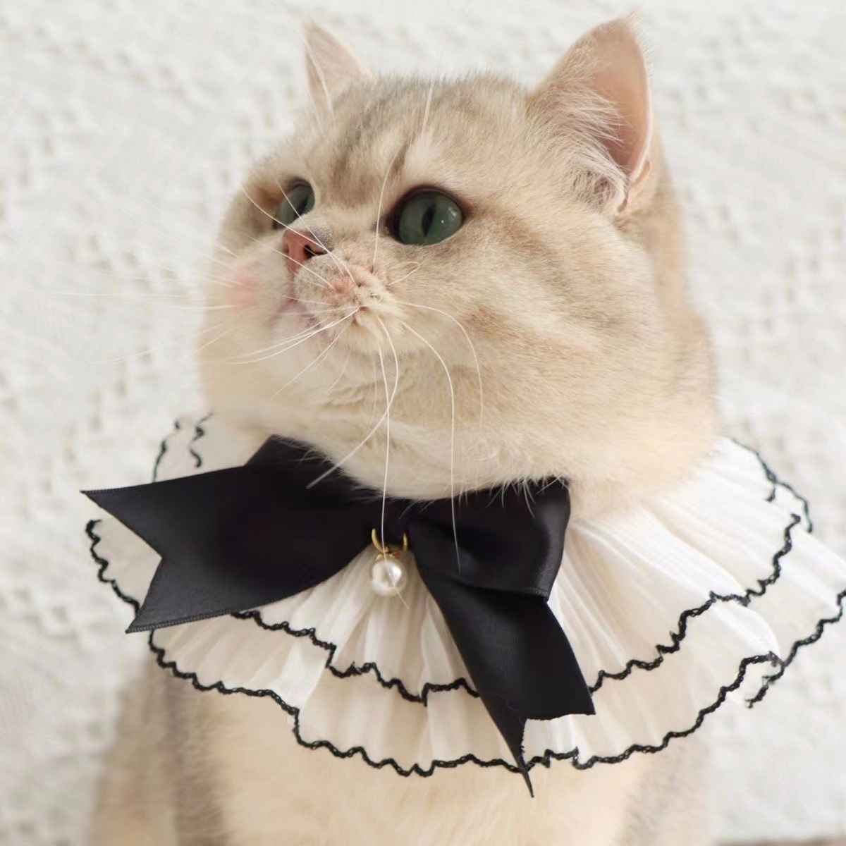 猫服 貴族風フリル襟パール付き蝶結び首輪