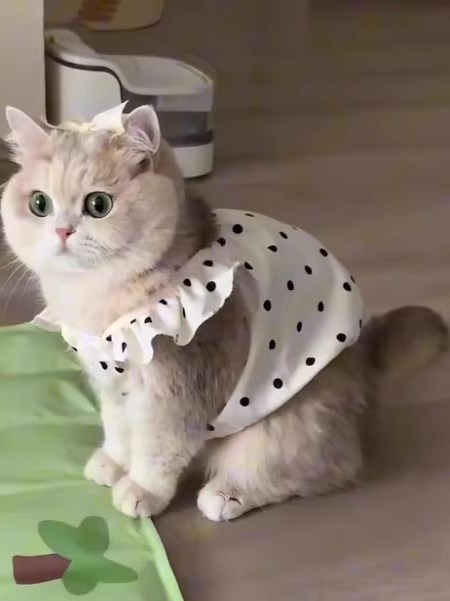 猫服 水玉フリルワンピース