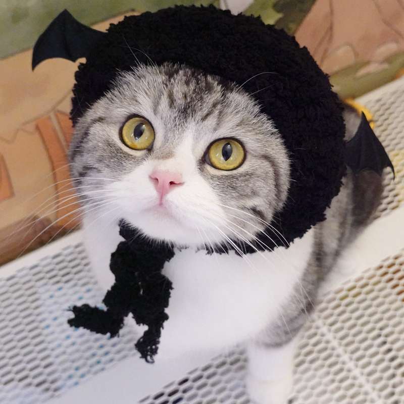 Cat Clothing Hats | Hamburger Cat Hat