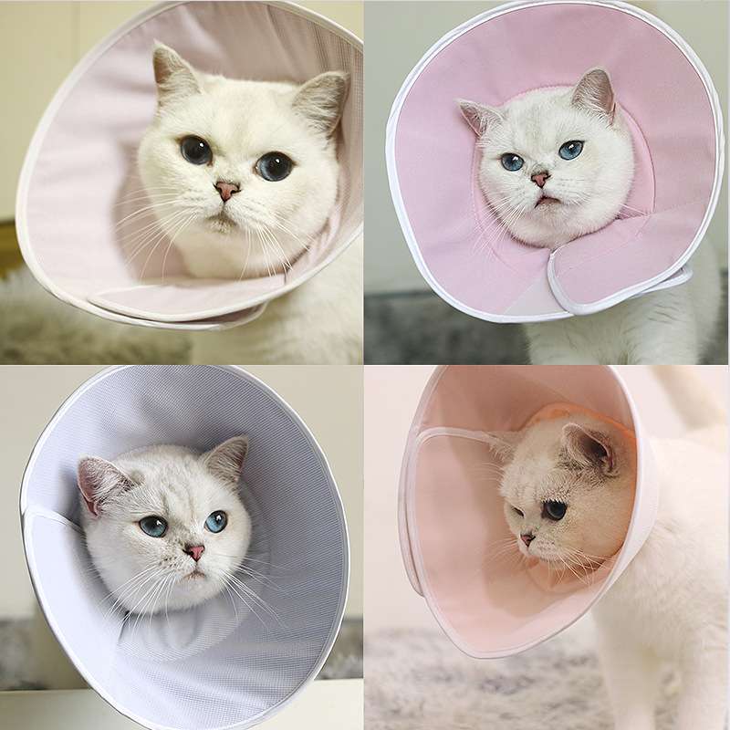 猫をもっと可愛く！エリザベスカラー特集【5選】