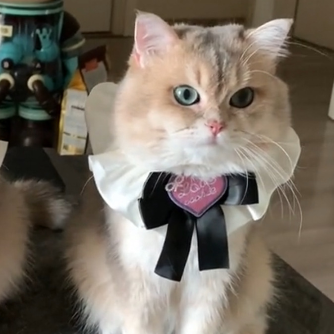 猫服 愛らしいハート飾り付き襟巻きリボン首輪