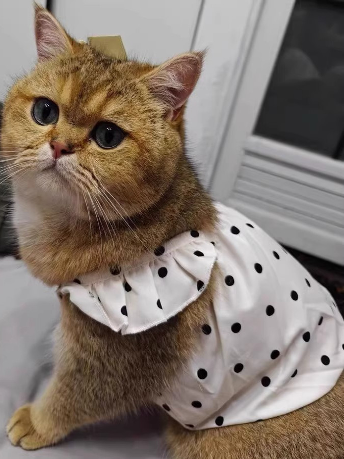 猫服 水玉フリルワンピース