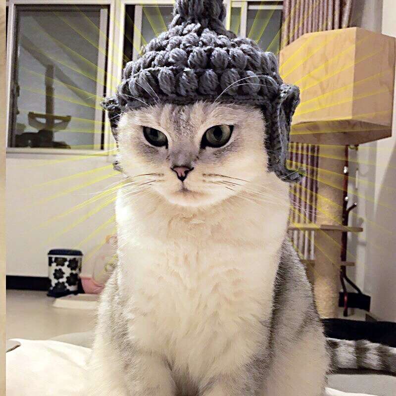 Cat Clothing Hats | Kitty Hat