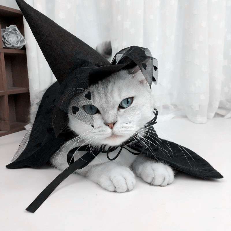 猫服 コスプレ | 魔法使い猫ちゃんコスプレセット