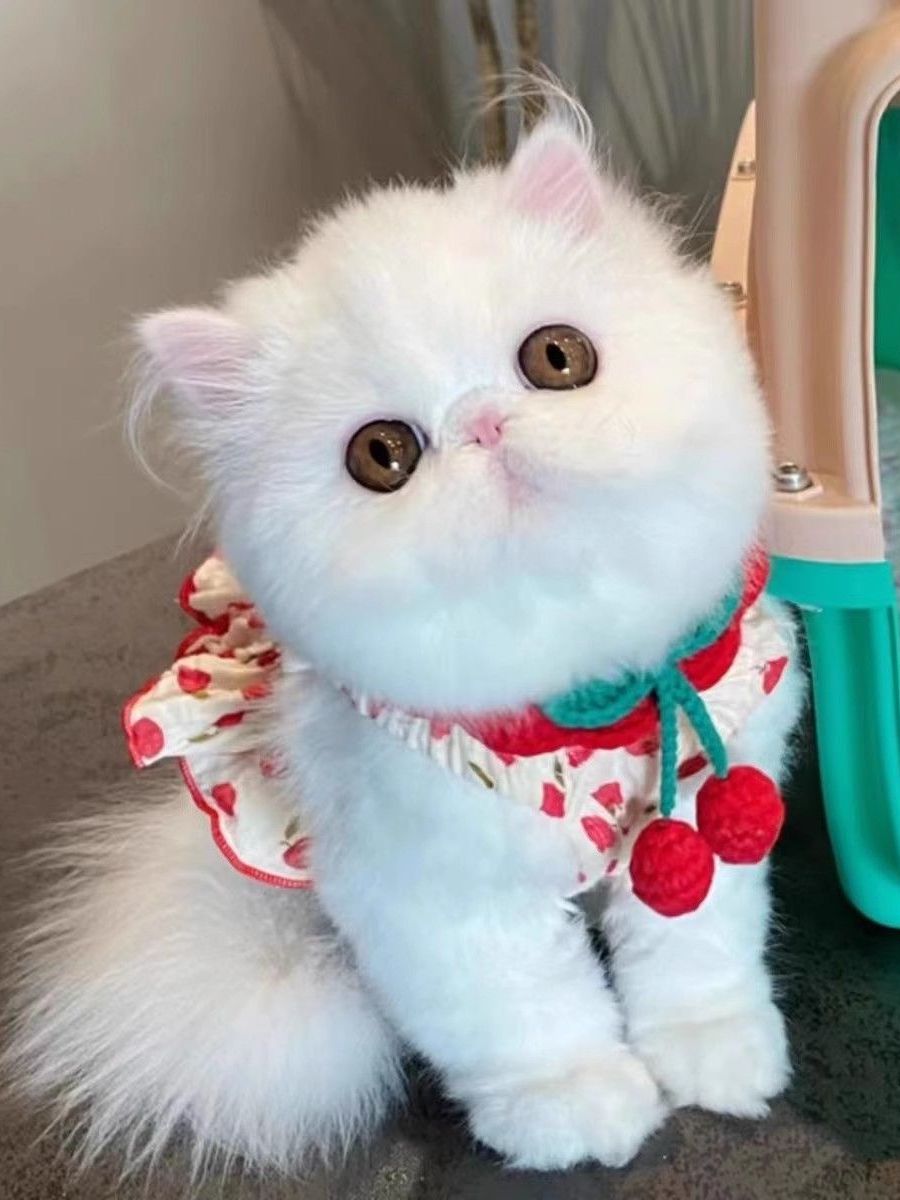猫服 ふんわり果実ポンポンケープ