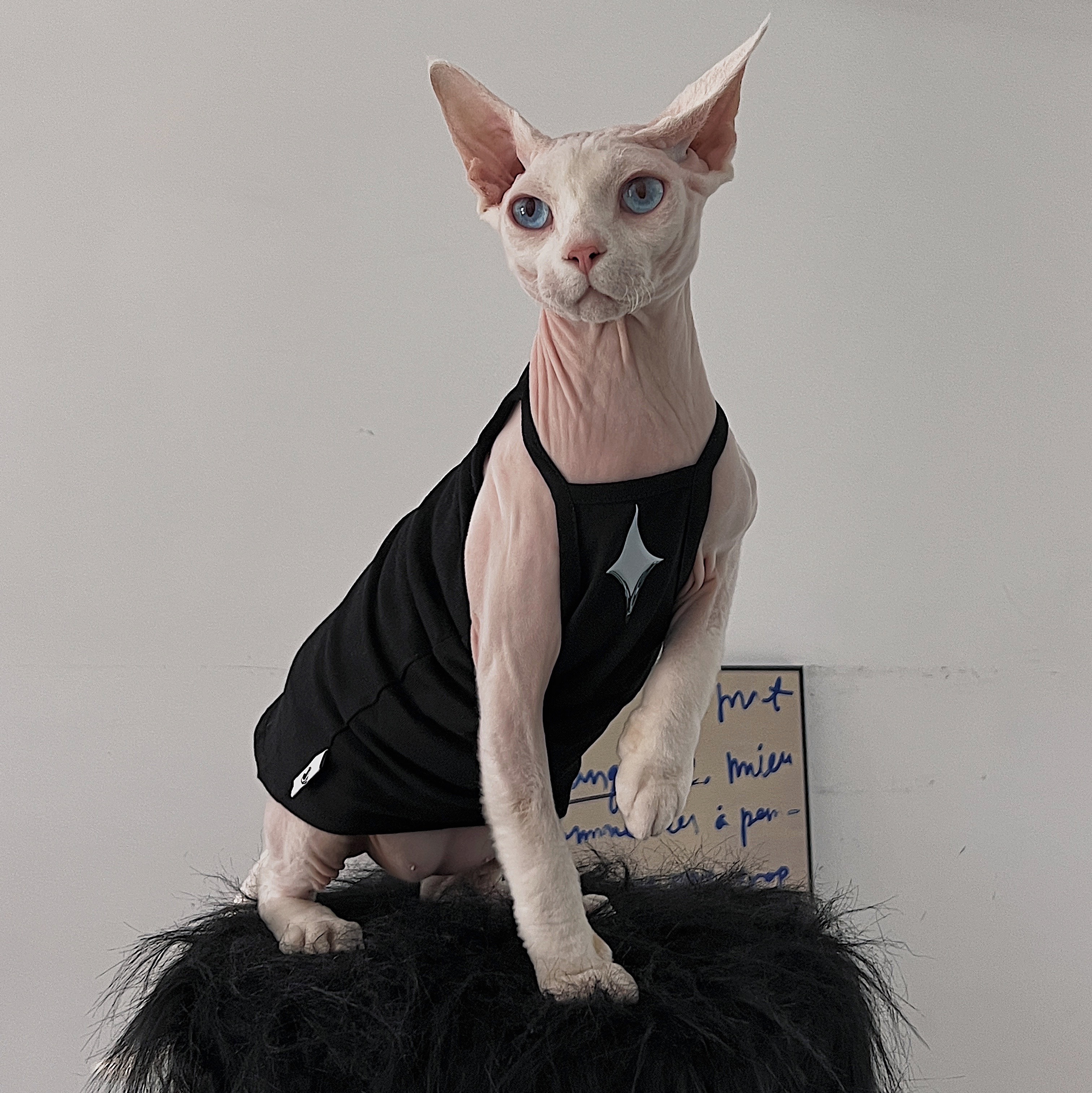 https://fulmo-img-server.com/nekohapi/cf5e8394-45f8-497e-a1c3-e4fd0dc0b523.jpg
