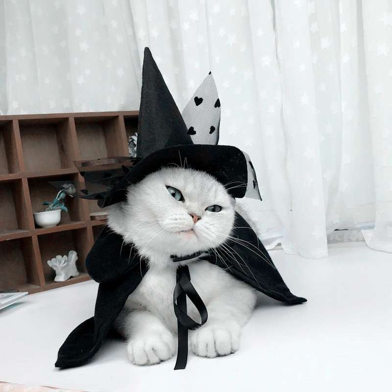 猫服 コスプレ | 魔法使い猫ちゃんコスプレセット