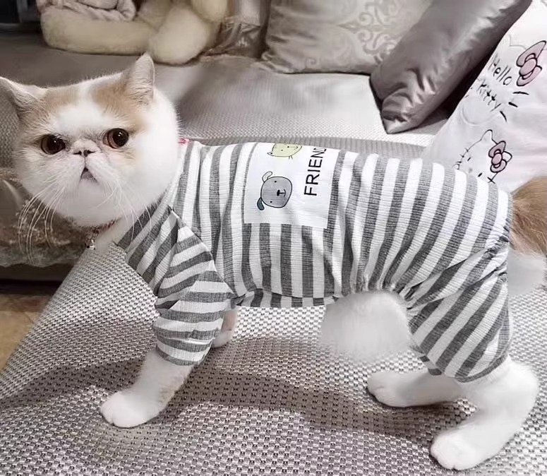 https://fulmo-img-server.com/nekohapi/df3d5316-4cc5-4b84-9e64-ebda725513c5.jpg