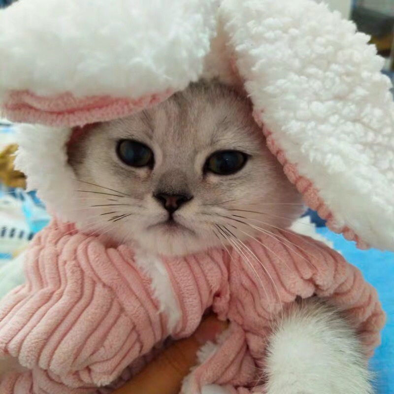 猫服 うさぎ耳付きもこもこ編み込み猫用防寒着