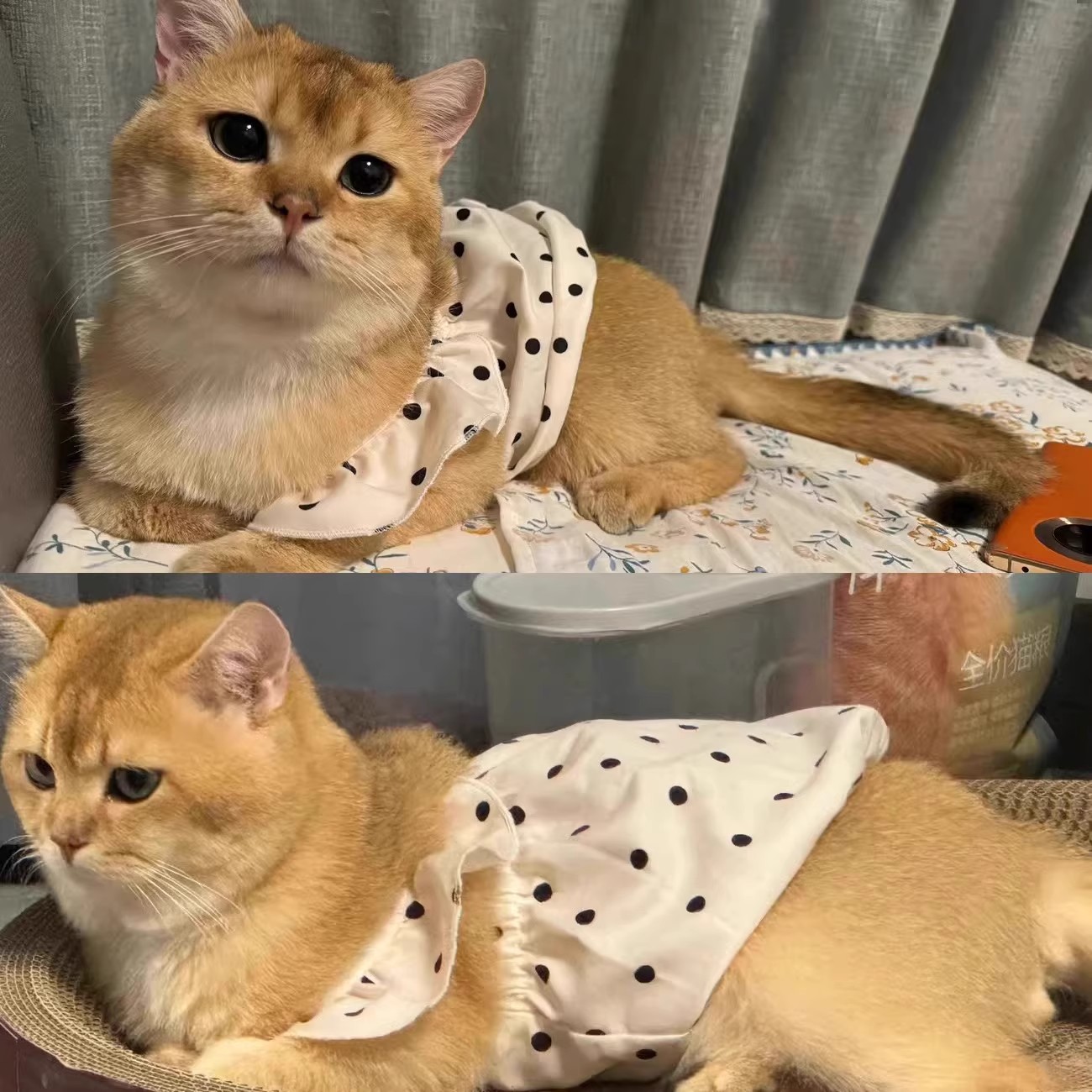猫服 水玉フリルワンピース