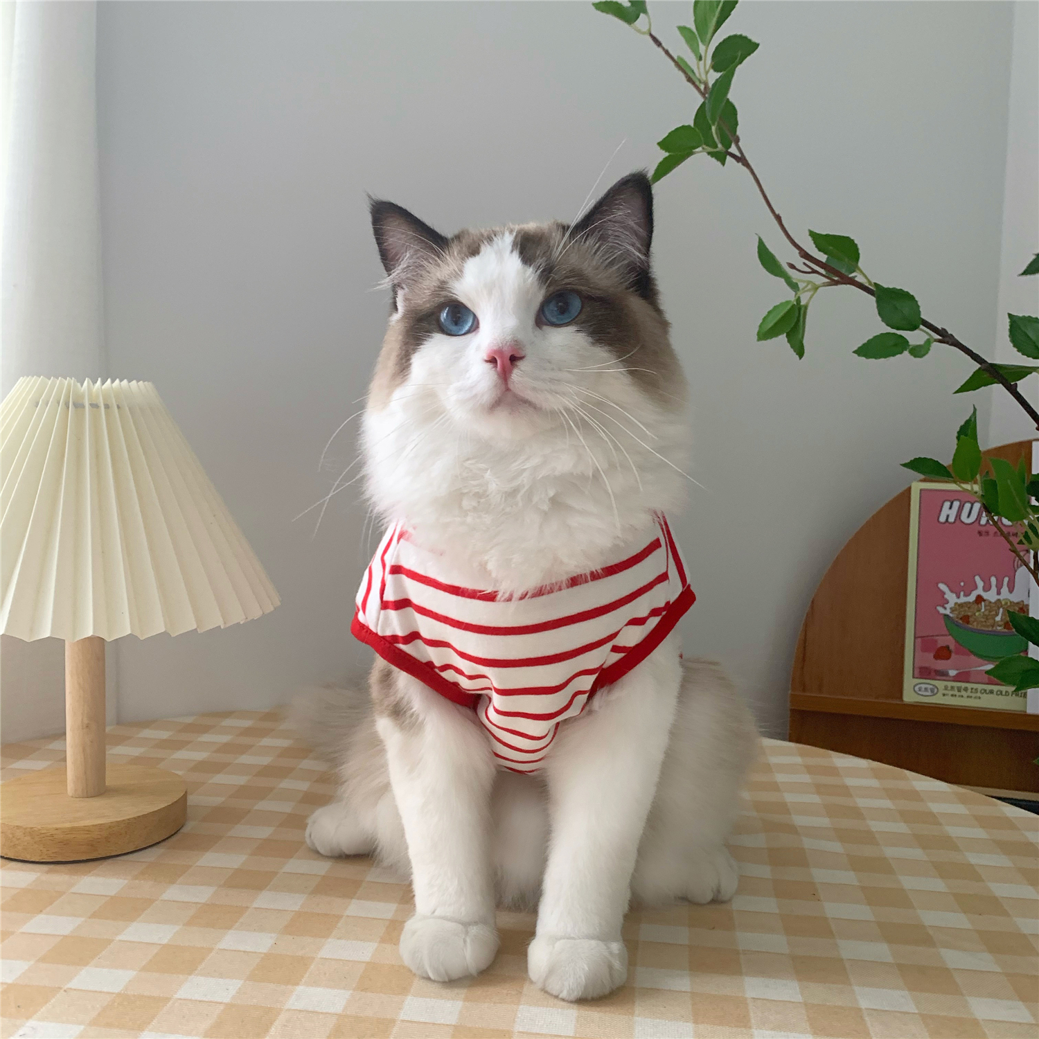 https://fulmo-img-server.com/nekohapi/e15d4fae-40f9-4bbe-b264-ea599294d31a.jpg