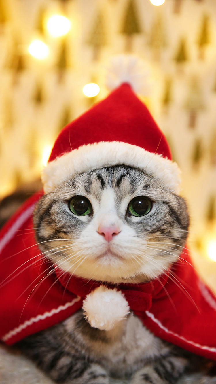 https://fulmo-img-server.com/nekohapi/e37a95f3-152a-4689-bda0-60b2b5b5544f.jpg