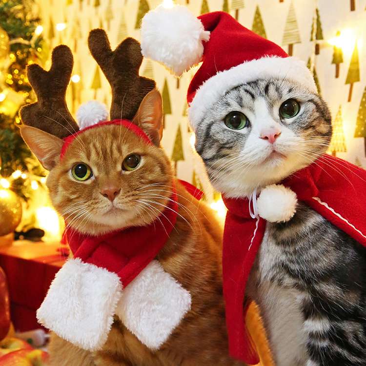 猫服 コスプレ | ねこちゃんのクリスマスコスチューム