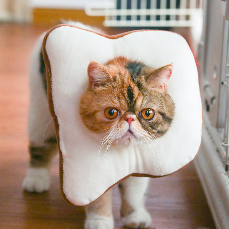 猫服 ふわふわ食パン変身帽子