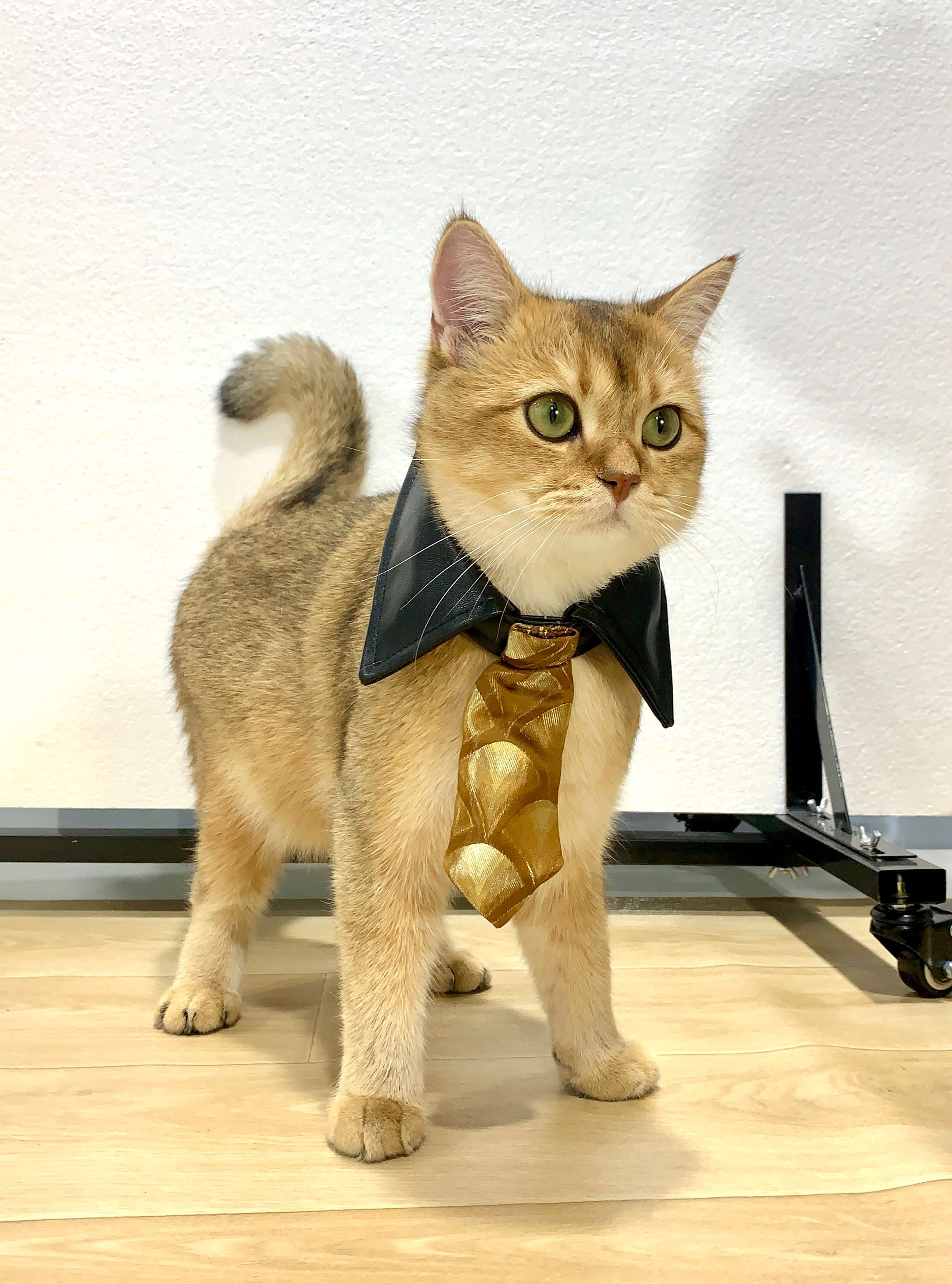 猫服 コスプレ | 猫用シャーロック・ホームズ風探偵コート