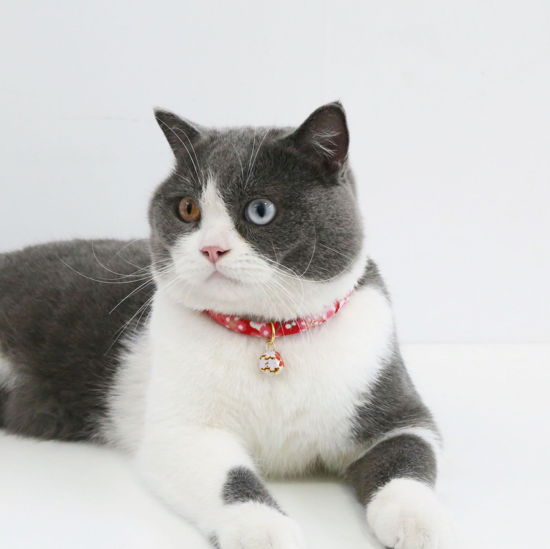 猫服 水玉模様とファー付き花飾り鈴首輪