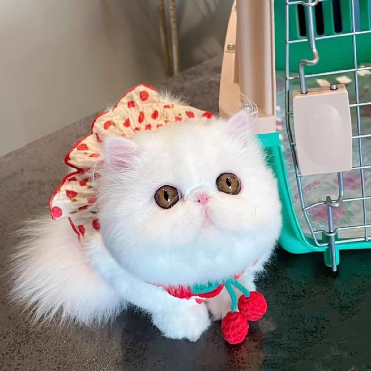https://fulmo-img-server.com/nekohapi/f66dc9ba-54a1-41a8-9643-267524312d93.jpg
