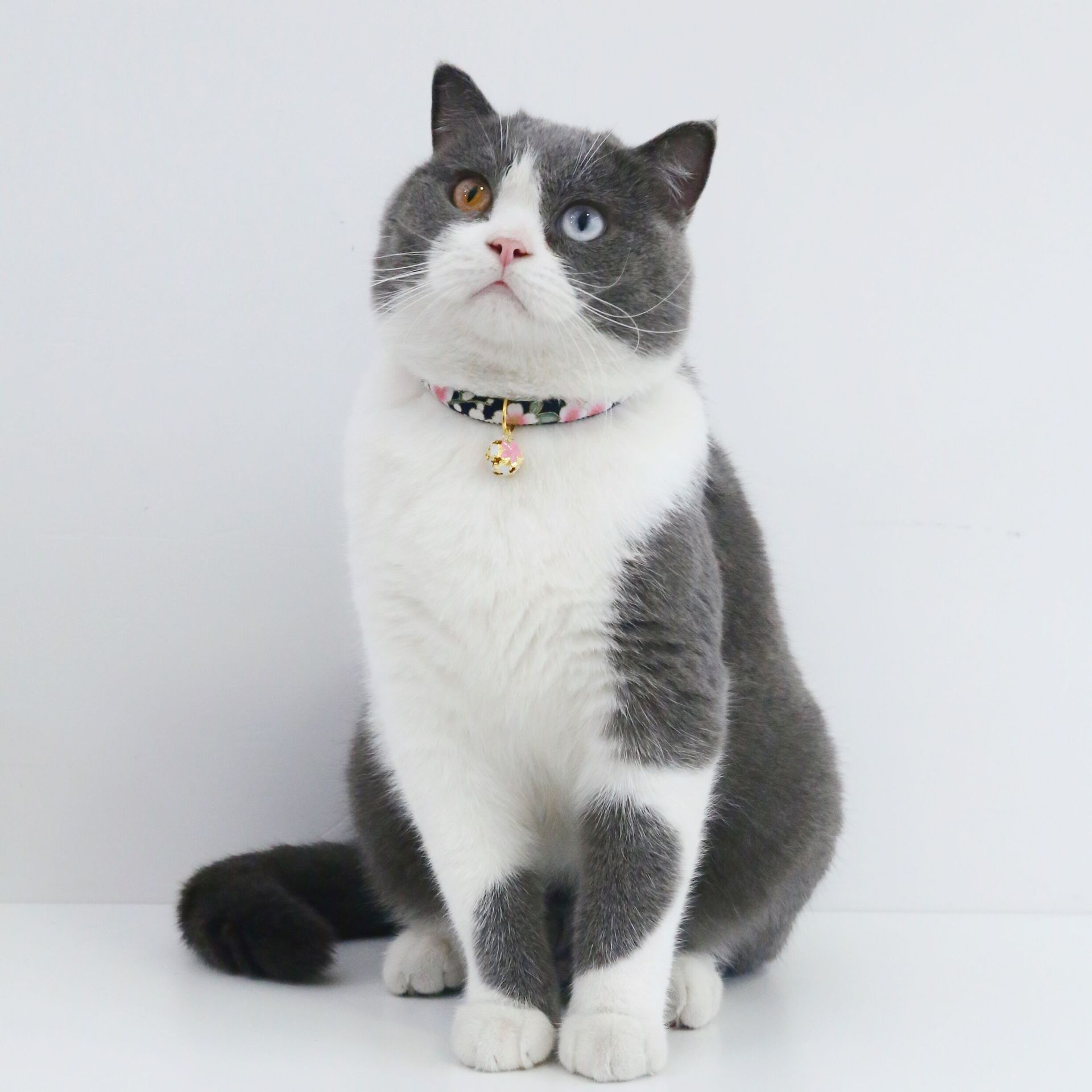 猫服 水玉模様とファー付き花飾り鈴首輪