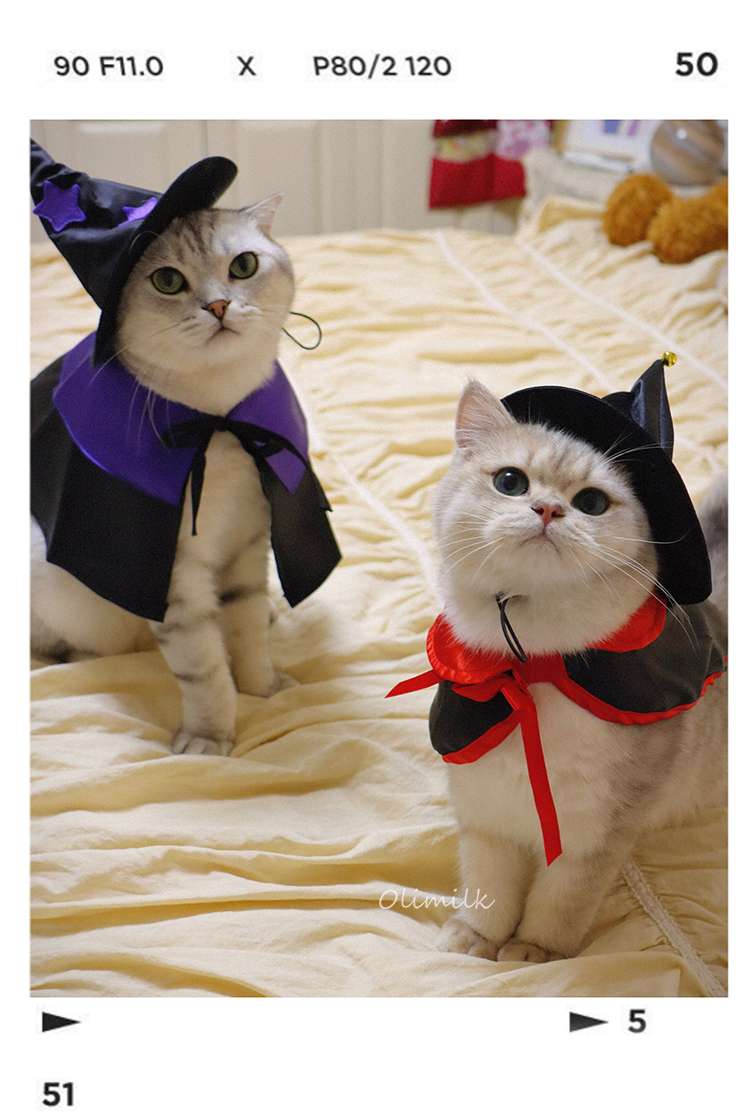 猫服 コスプレ | ハロウィン魔法使い猫コスチュームセット