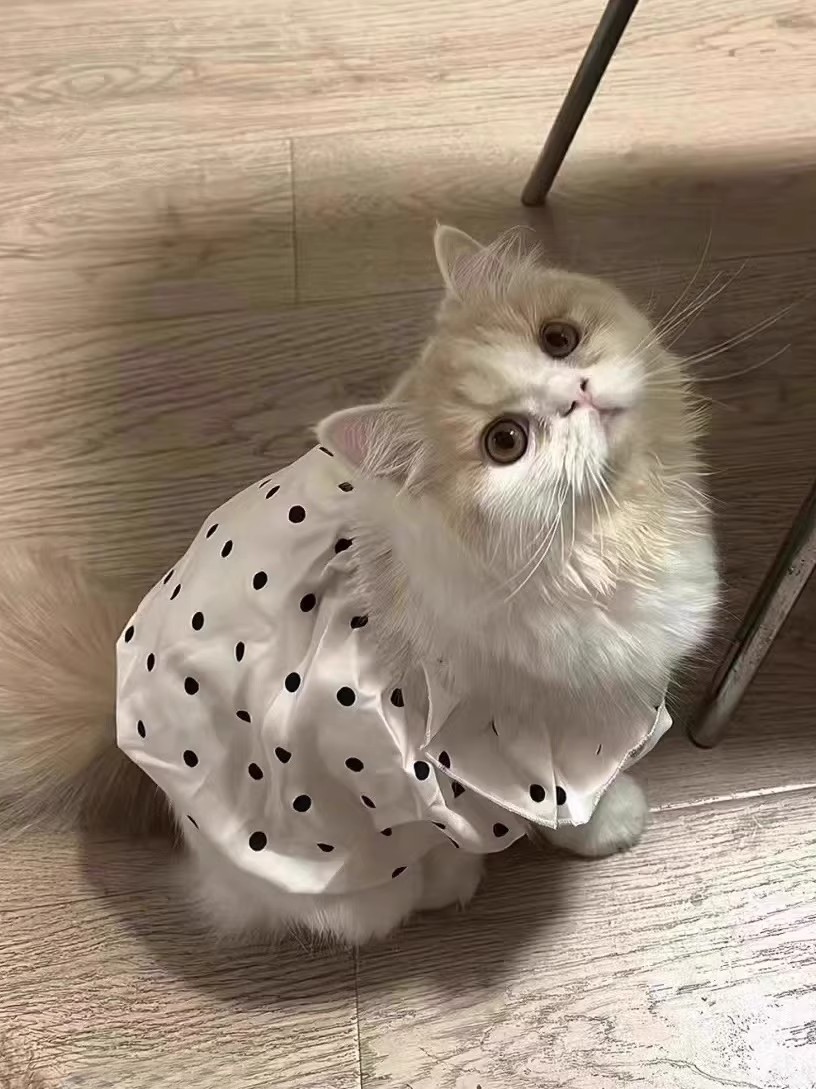猫服 水玉フリルワンピース