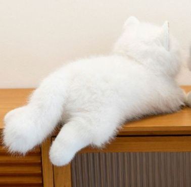 https://fulmo-img-server.com/nyankomo/1779072780826_ahhyd0ch_zl13xuhh.jpeg