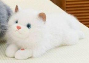 https://fulmo-img-server.com/nyankomo/1779073054597_vi7ci31x_mtzqkia4.jpeg